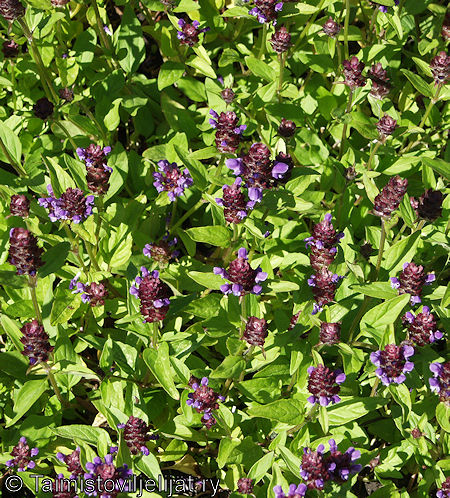 Prunella vulgaris, ahoniittyhumala